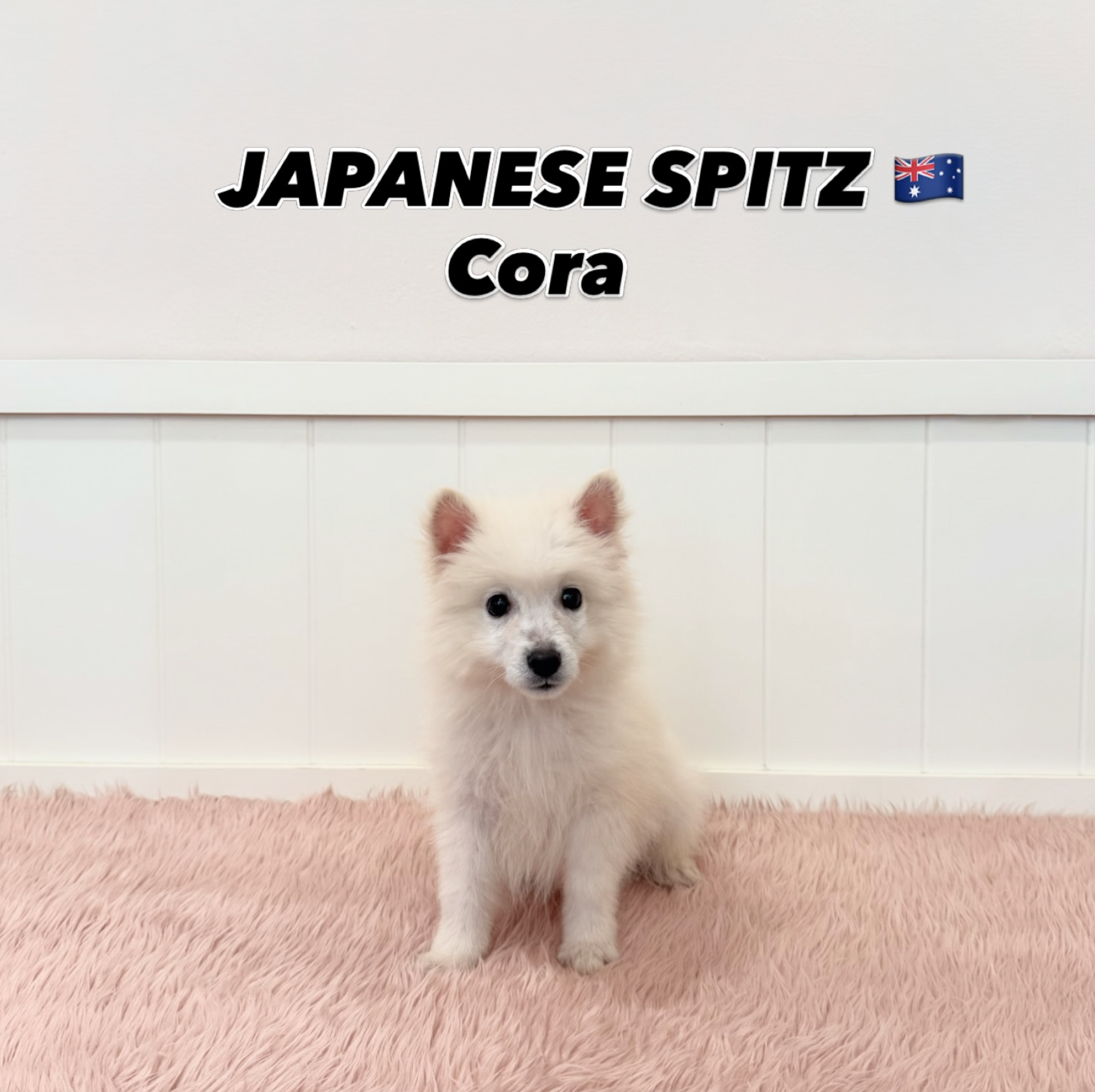 Cora, a 15-old Japanese Spitz puppy available at Furgive You SG