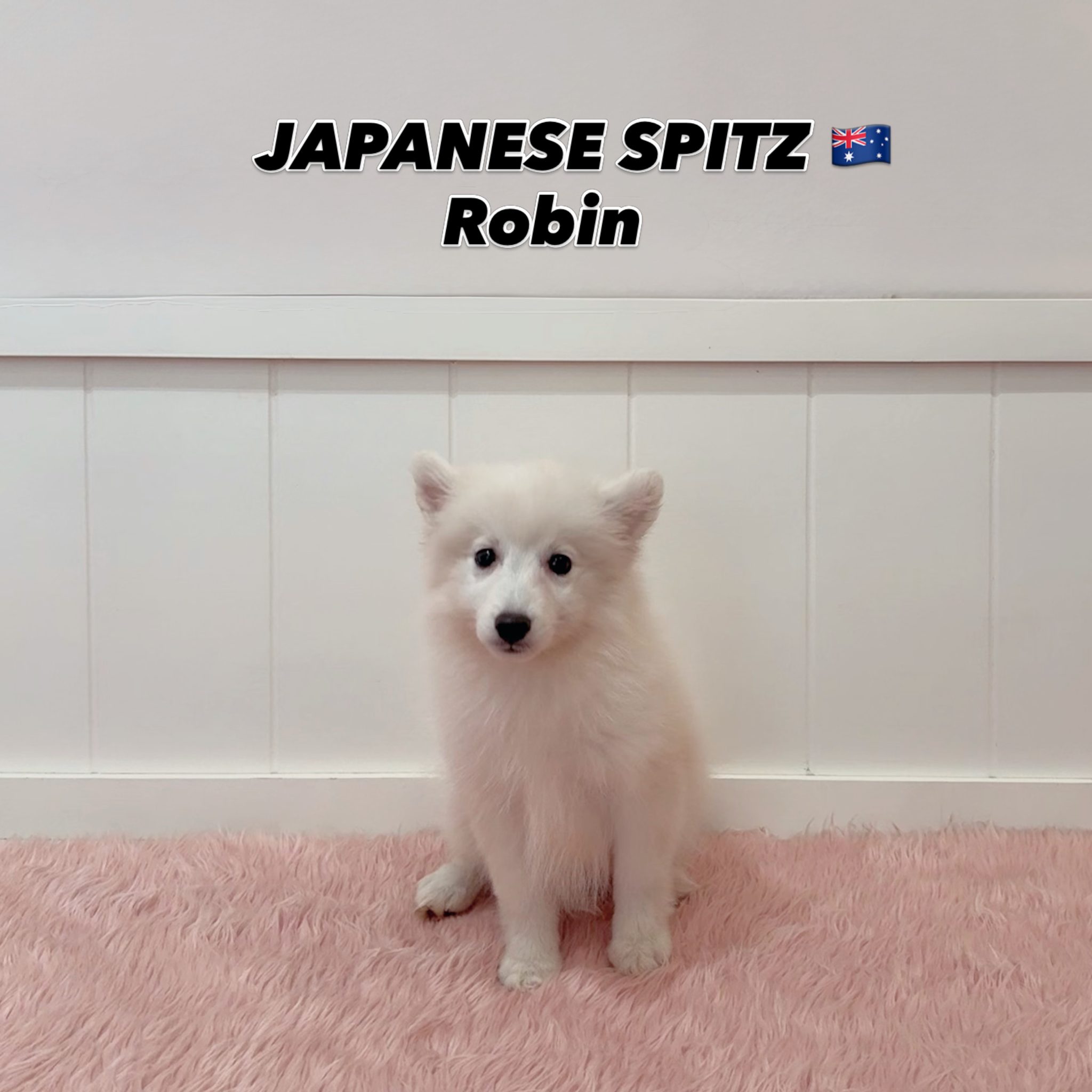 Robin, a 15-old Japanese Spitz puppy at Furgive You SG showroom