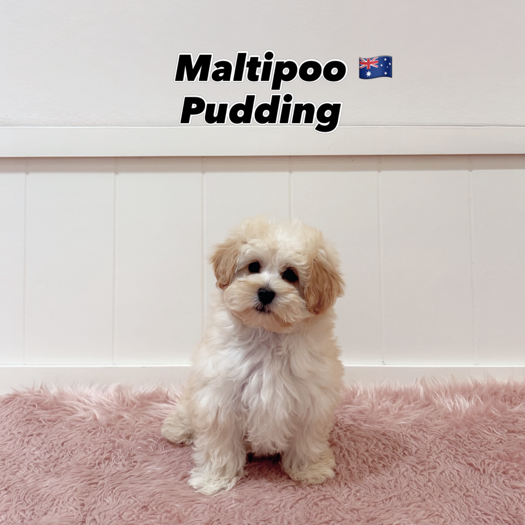 Pudding — Maltipoo puppy for sale Singapore