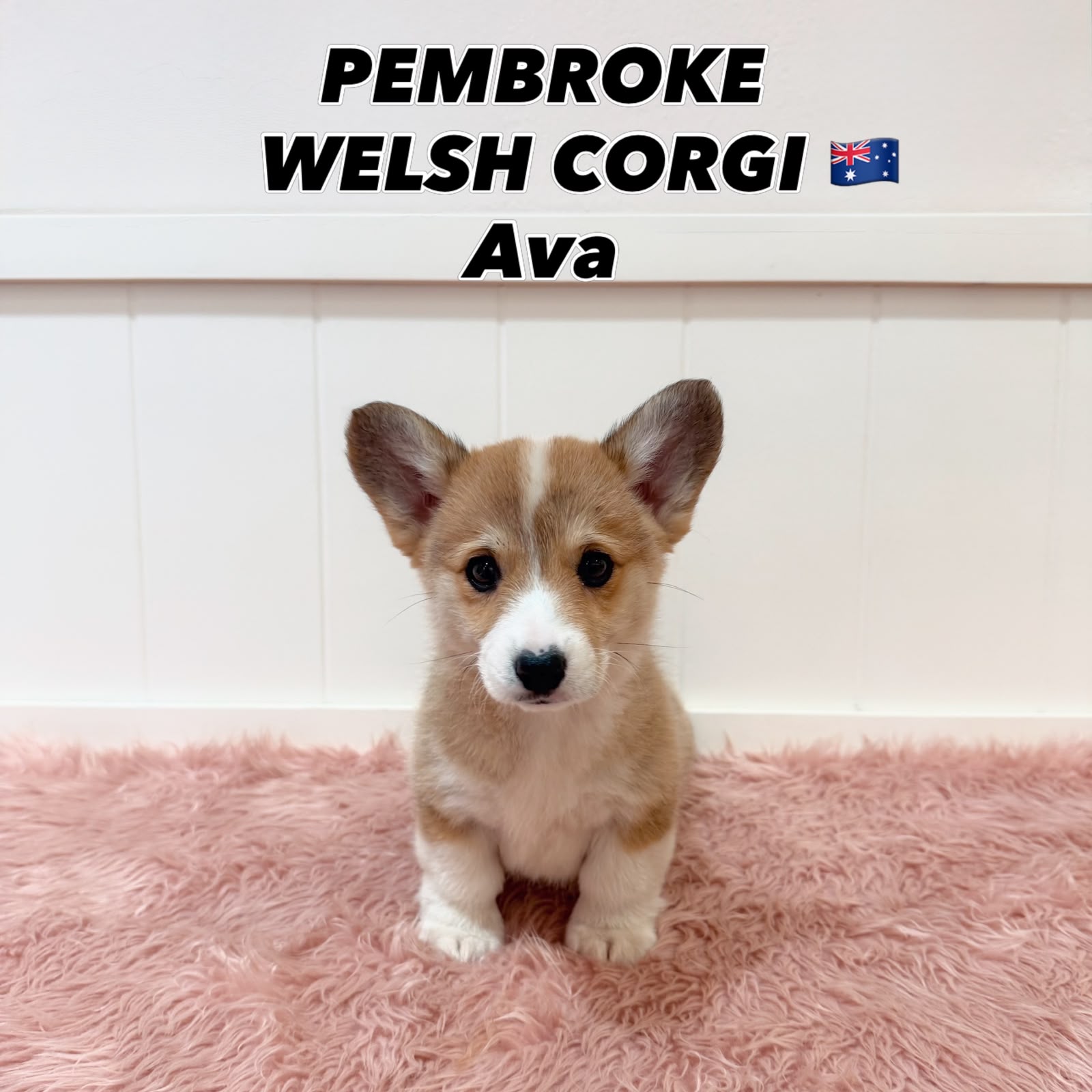 Ava, a 12 Weeks-old Pembroke Welsh Corgi puppy available at Furgive You SG