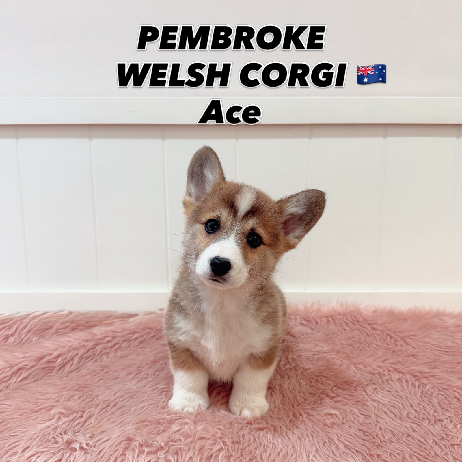 Ace, a 12 Weeks-old Pembroke Welsh Corgi puppy available at Furgive You SG