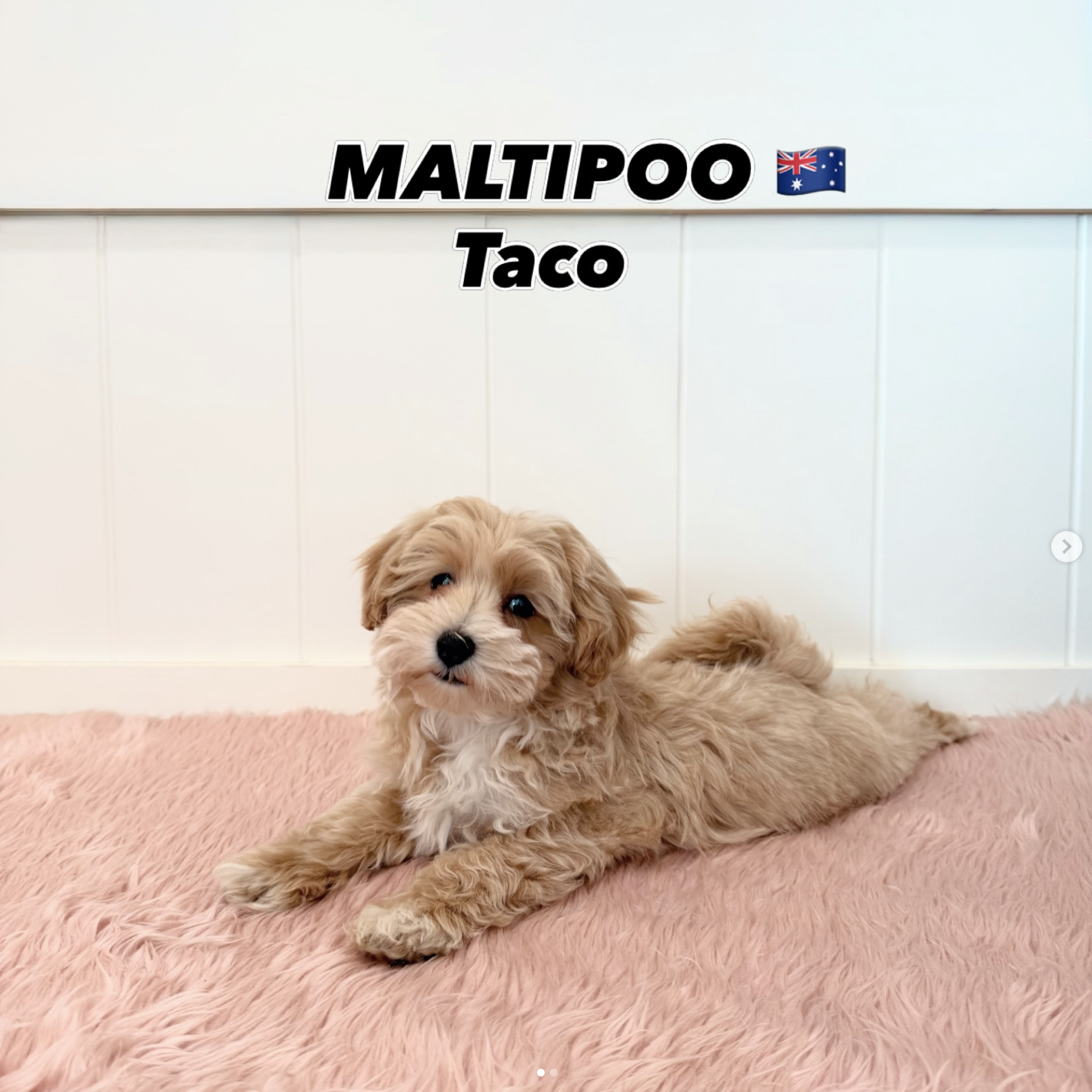 Taco, a 12-old Maltipoo puppy available at Furgive You SG