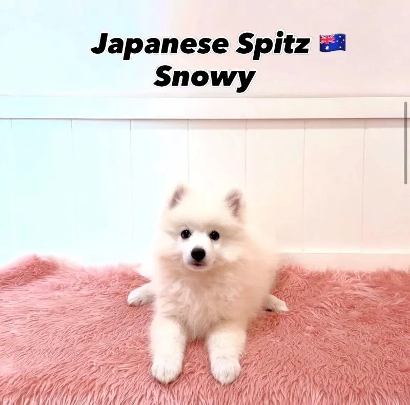 Snowy, a 12-week-old Japanese Spitz puppy at Furgive You SG, East Coast Road, Singapore