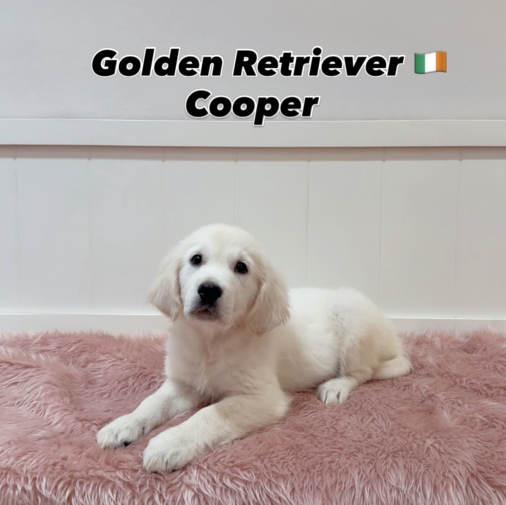 Cooper — Golden Retriever puppy for sale Singapore