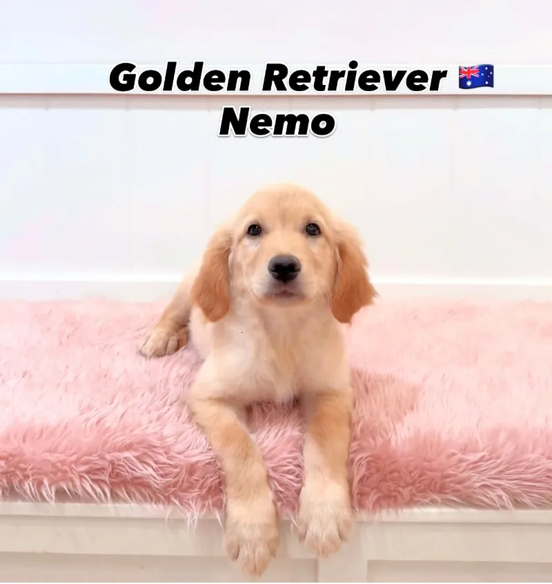 Nemo, a 12-week-old Golden Retriever puppy at Furgive You SG, East Coast Road, Singapore