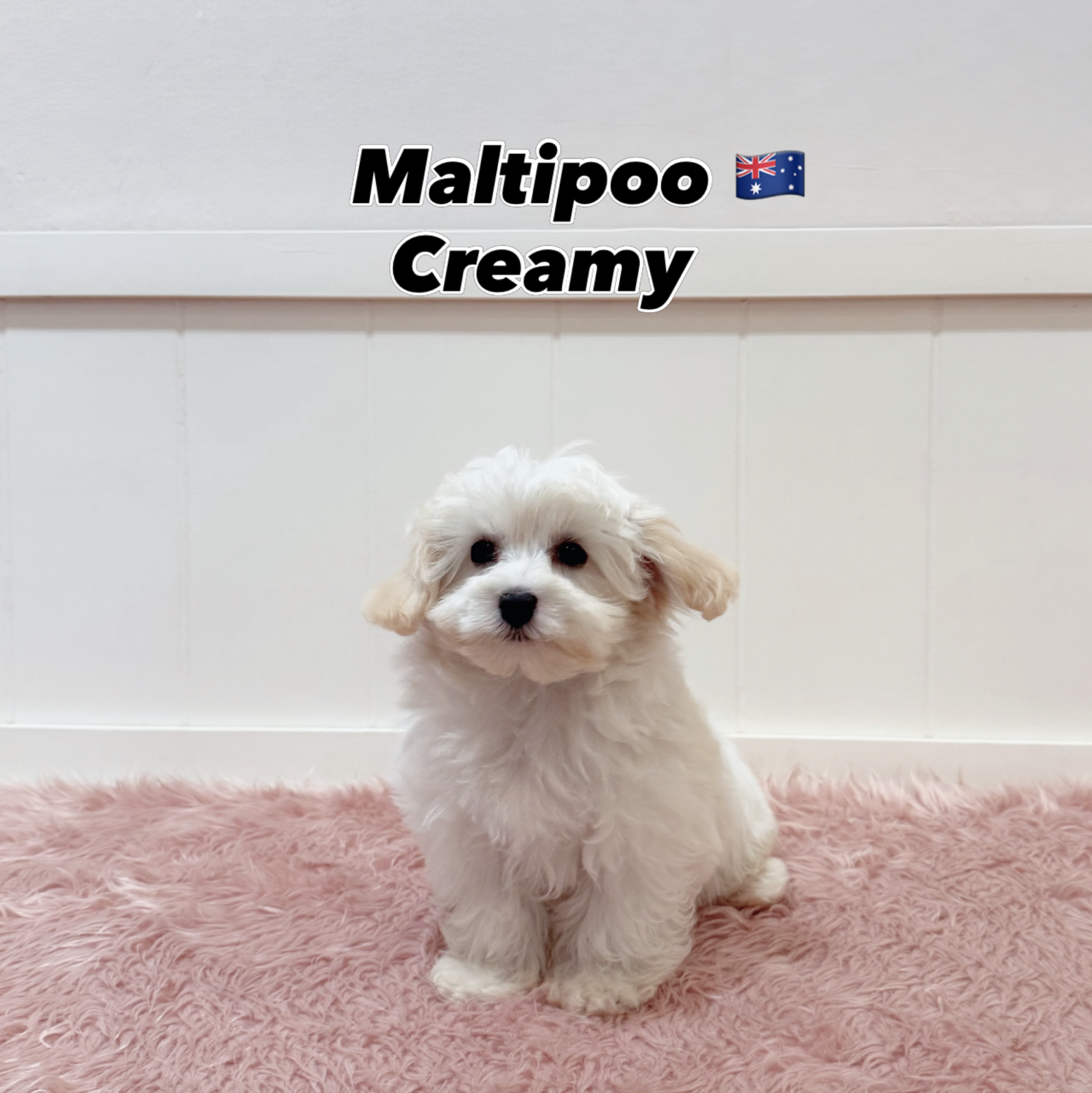 Creamy — Maltipoo puppy for sale Singapore
