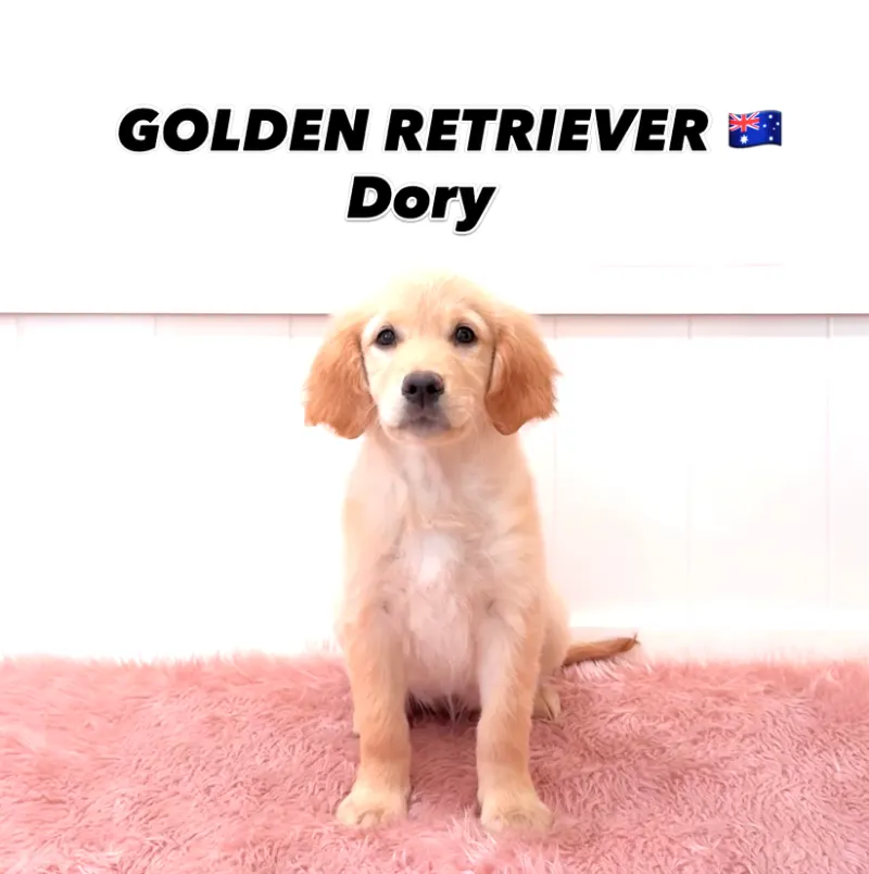 Dory, a 12-week-old Golden Retriever puppy at Furgive You SG, East Coast Road, Singapore