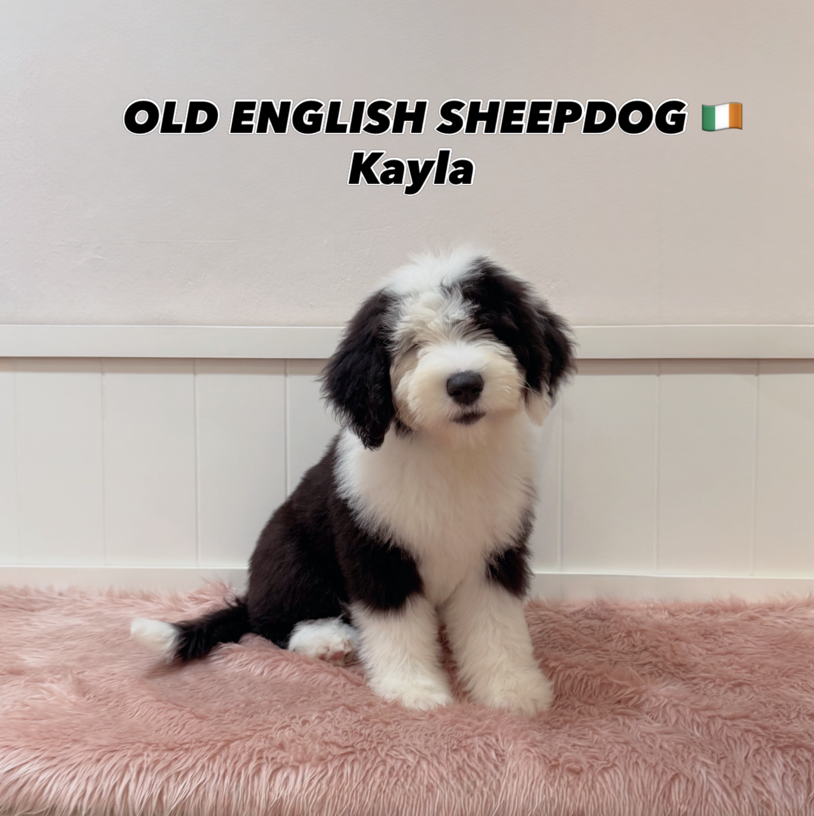 Kayla — Old English Sheepdog puppy for sale Singapore