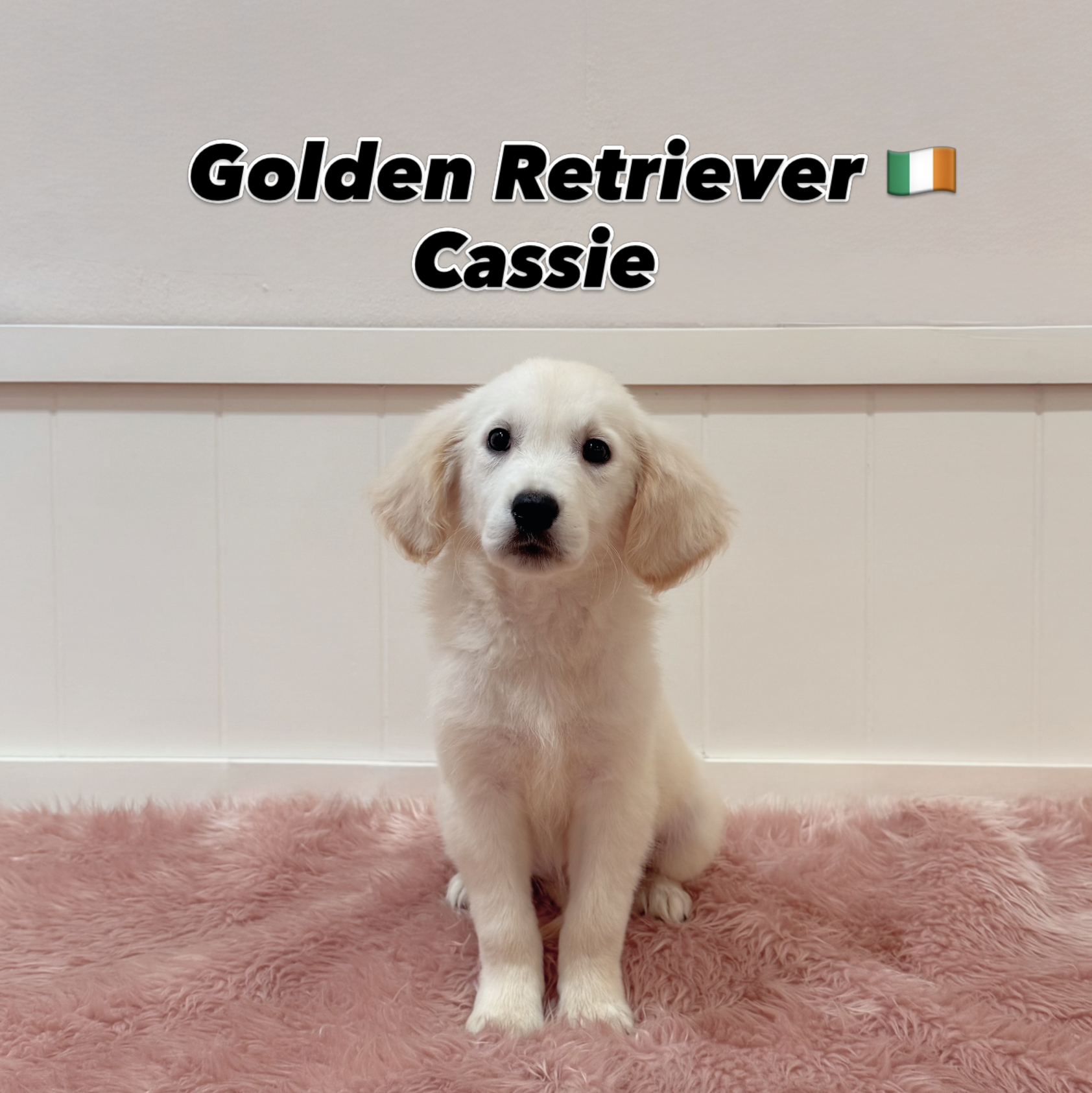 Cassie — Golden Retriever puppy for sale Singapore