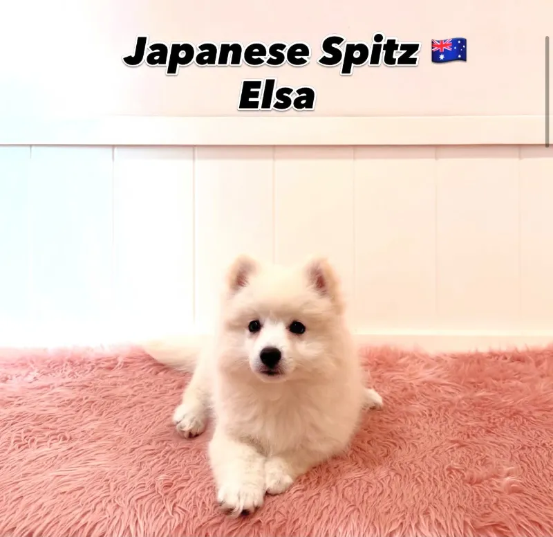 Elsa, a 12-week-old Japanese Spitz puppy at Furgive You SG, East Coast Road, Singapore