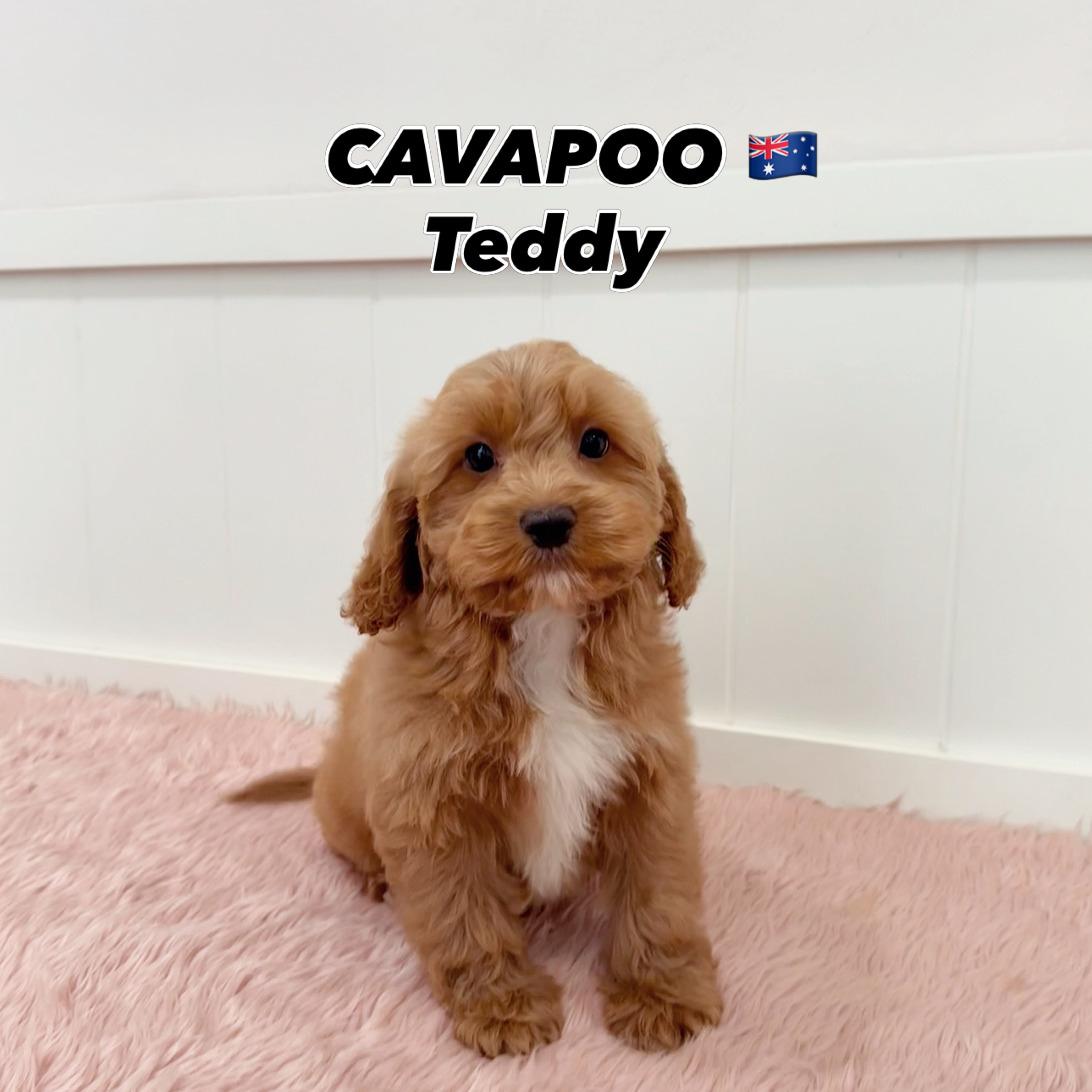 Teddy, a 12 Weeks-old Cavapoo puppy available at Furgive You SG