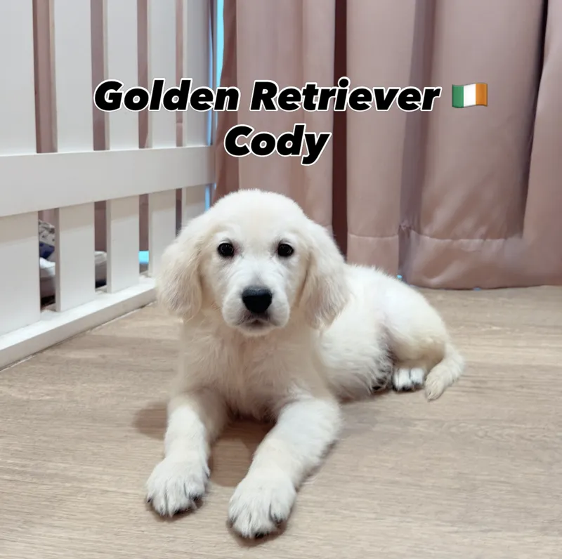 Cody, a 12-week-old Golden Retriever puppy at Furgive You SG, East Coast Road, Singapore