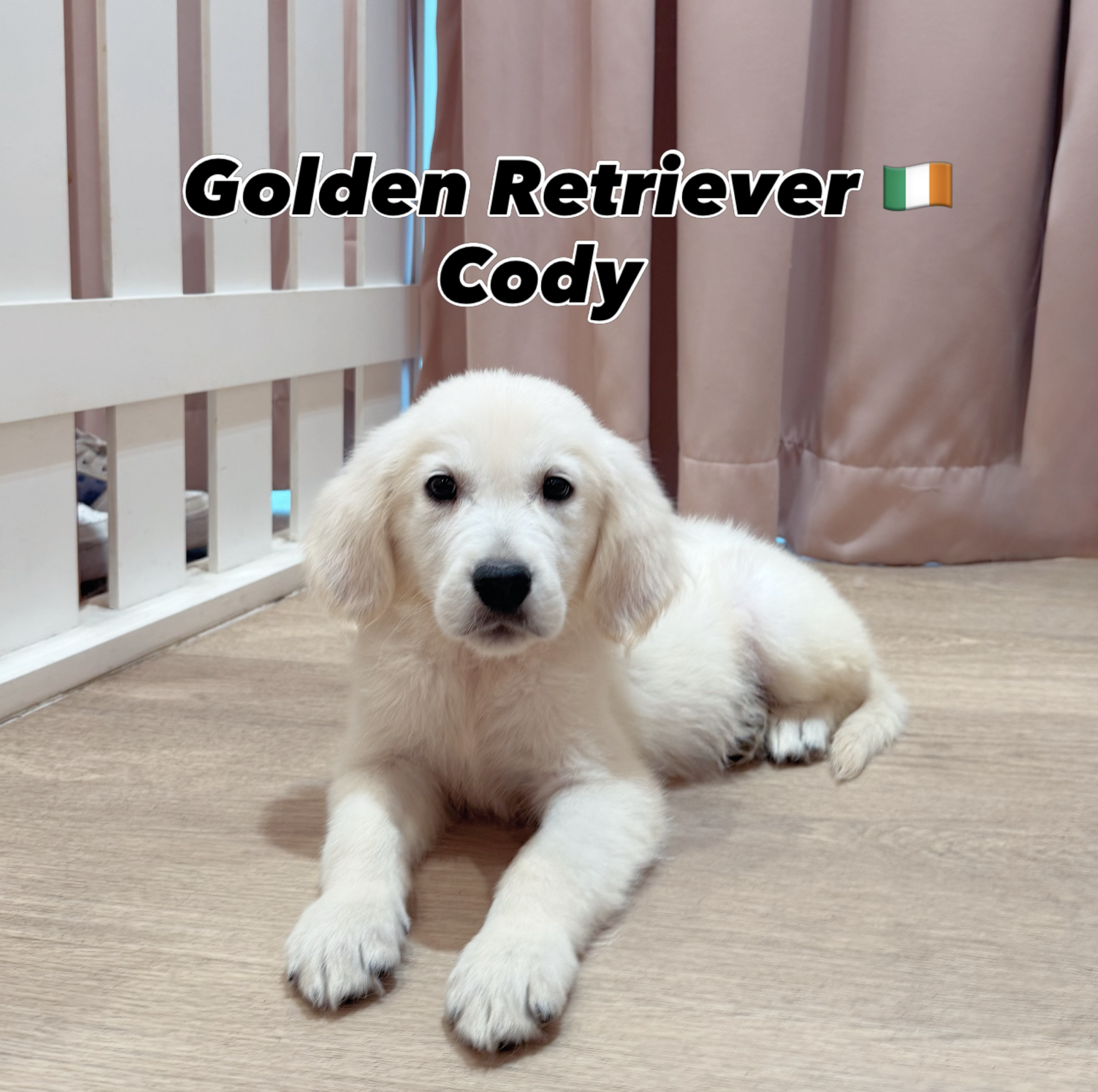 Cody — Golden Retriever puppy for sale Singapore