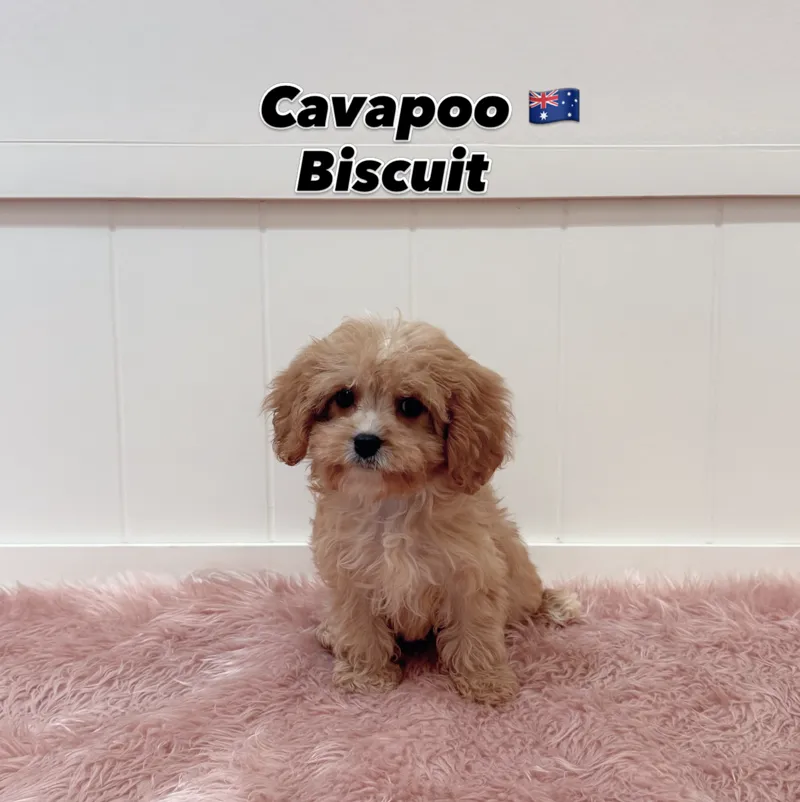 Biscuit, a 12-week-old Cavapoo puppy at Furgive You SG, East Coast Road, Singapore