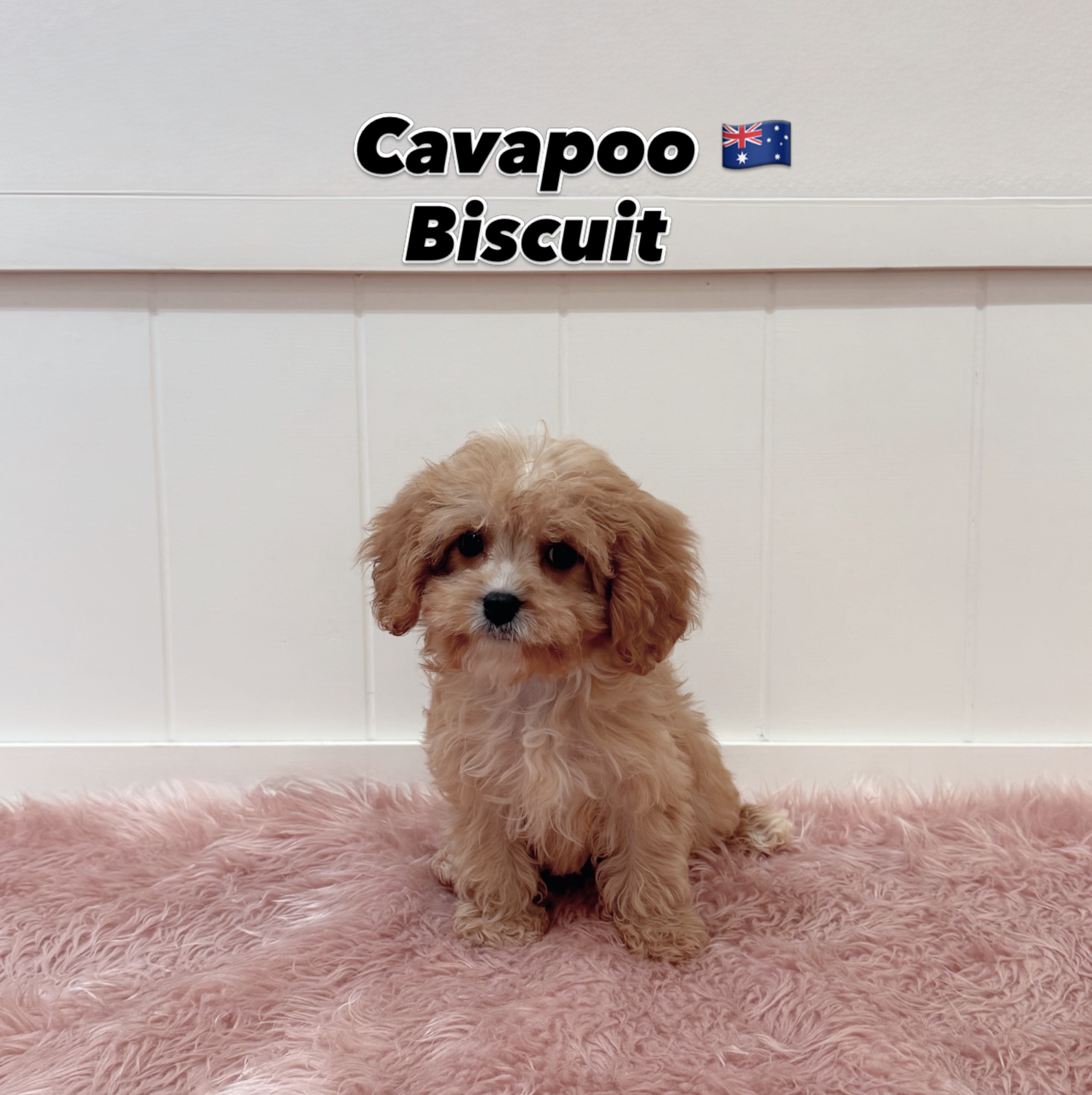 Biscuit — Cavapoo puppy for sale Singapore