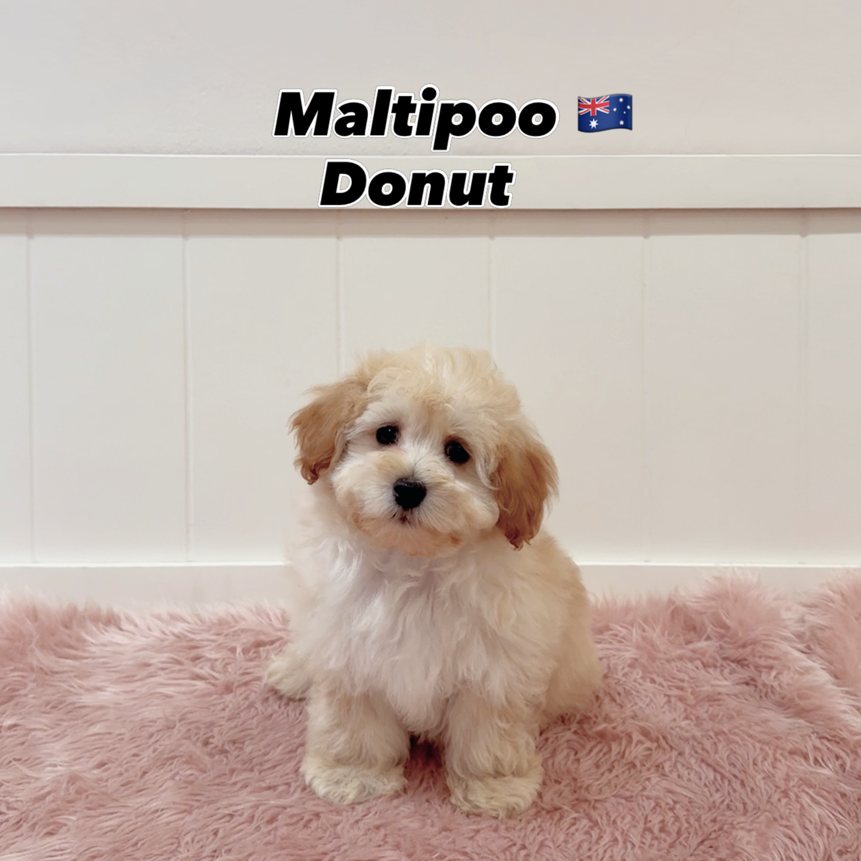 Donut — Maltipoo puppy for sale Singapore