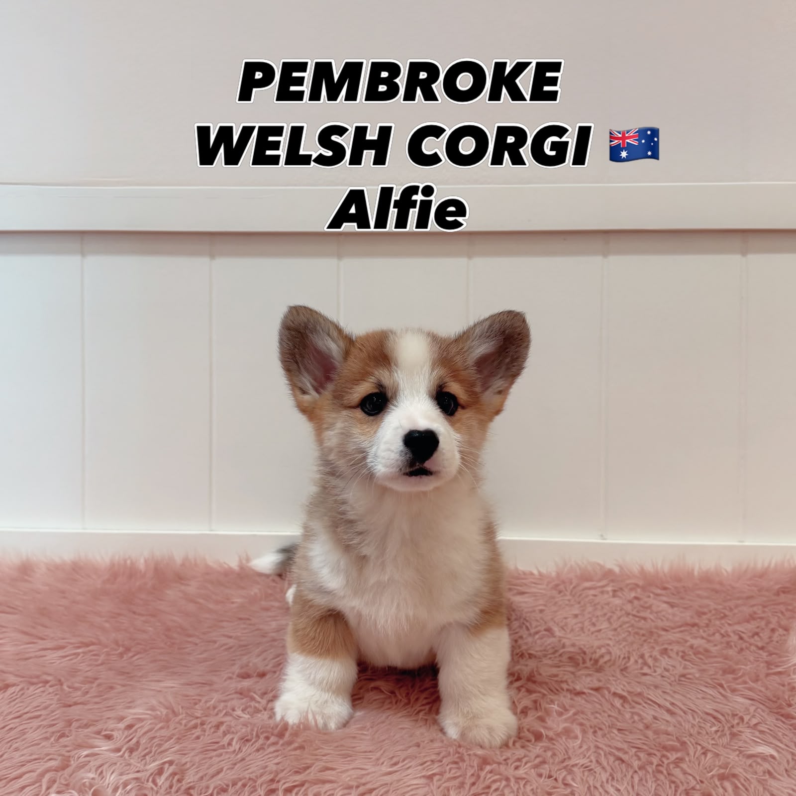 Alfie, a 12 Weeks-old Pembroke Welsh Corgi puppy available at Furgive You SG