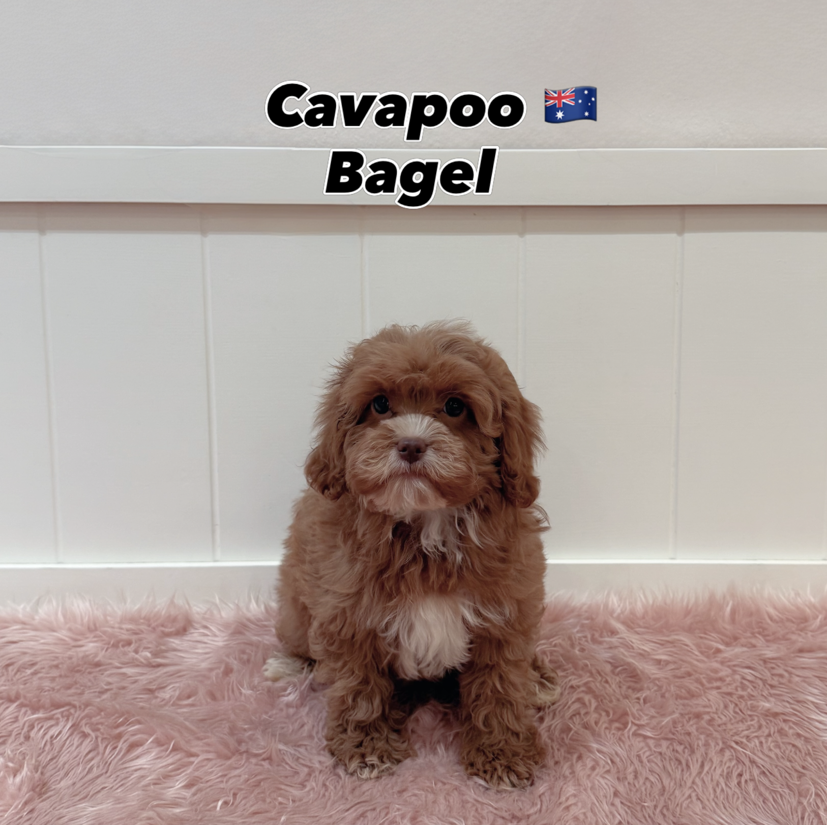 Bagel — Cavapoo puppy for sale Singapore