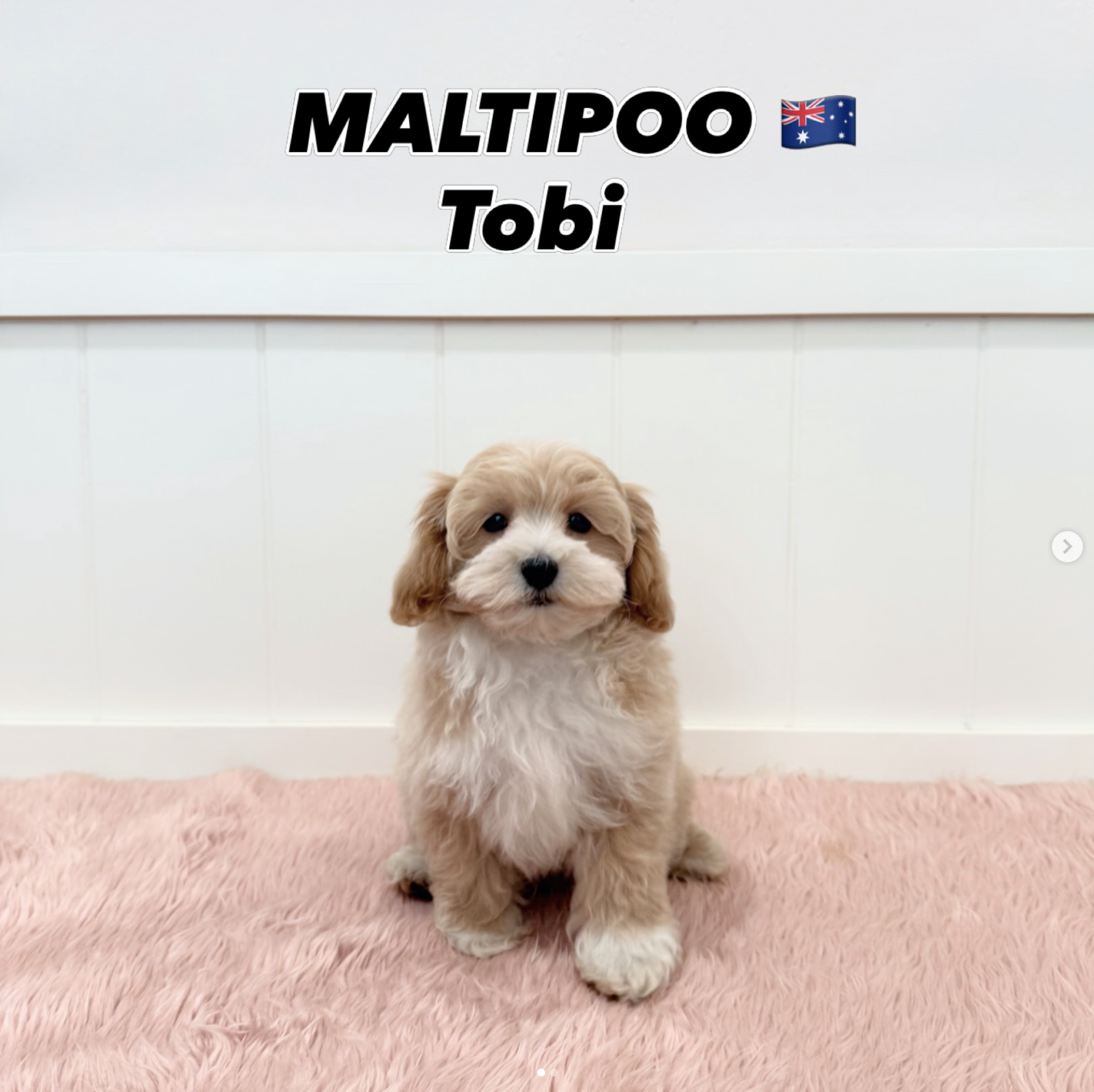 Tobi, a 12-old Maltipoo puppy available at Furgive You SG