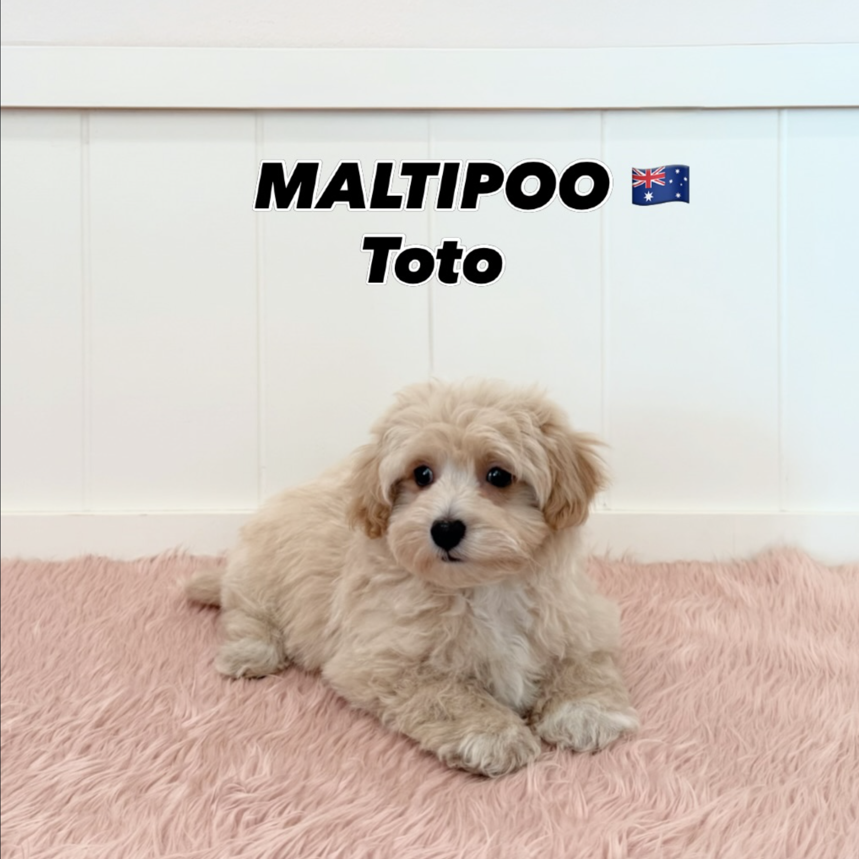 Toto, a 12-old Maltipoo puppy available at Furgive You SG