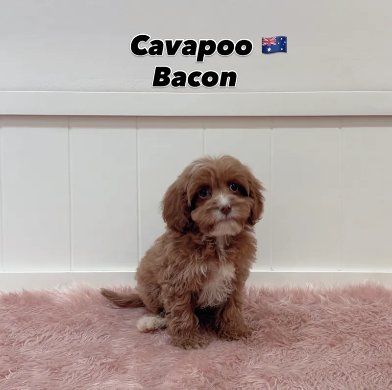 Bacon, a 12-week-old Cavapoo puppy at Furgive You SG, East Coast Road, Singapore