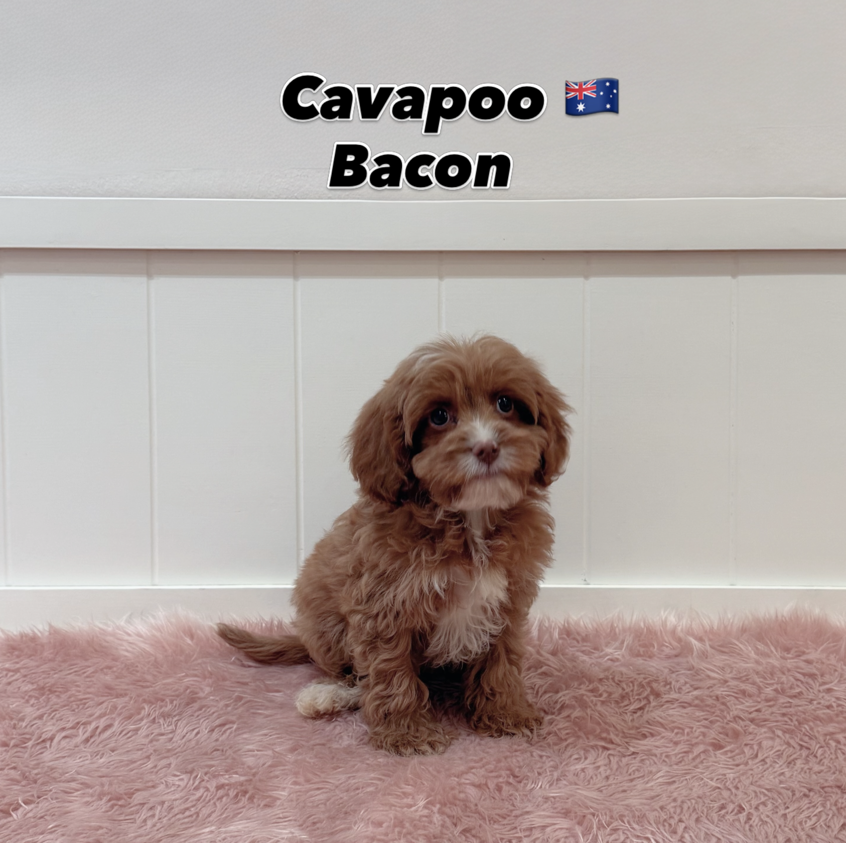 Bacon — Cavapoo puppy for sale Singapore
