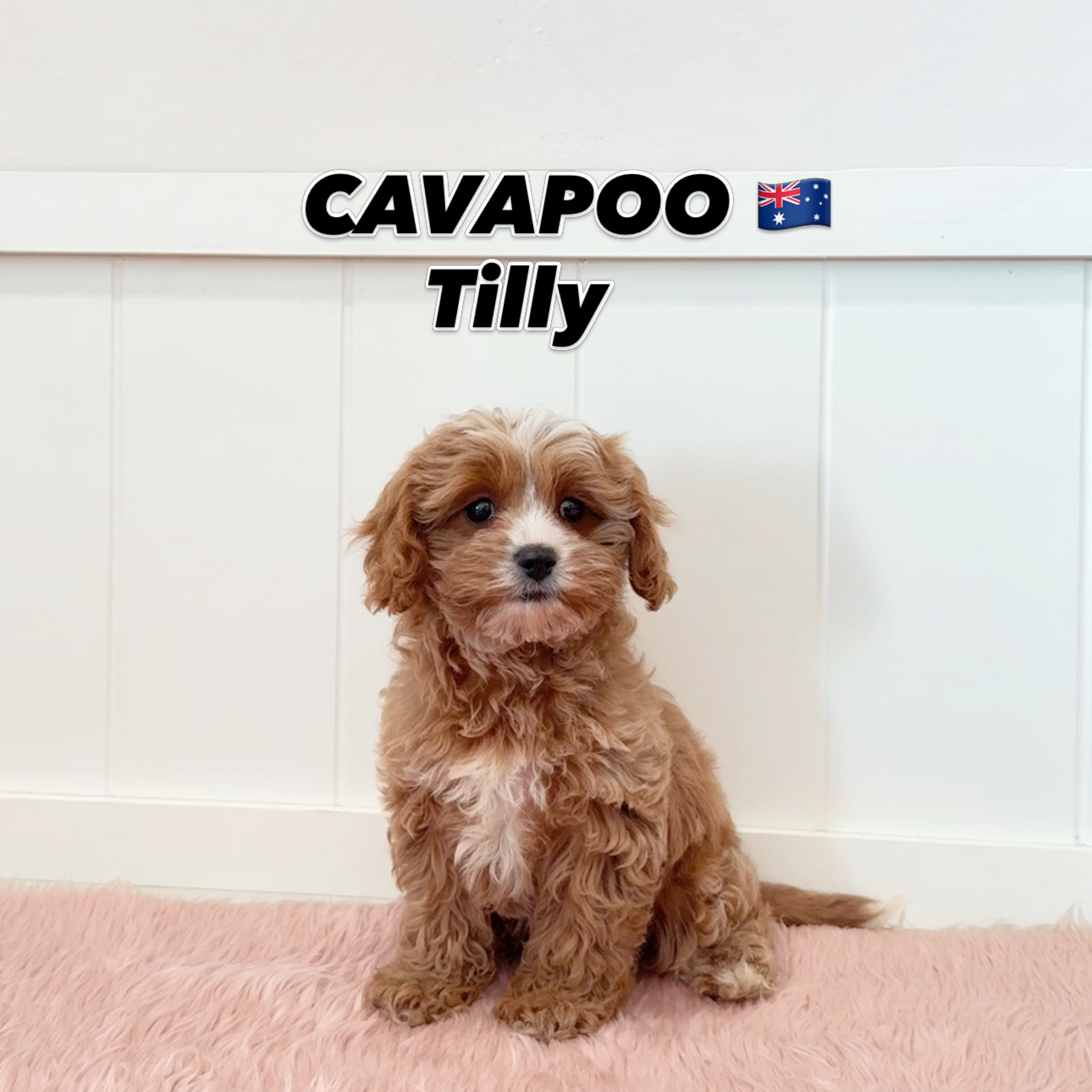 Tilly, a 12 Weeks-old Cavapoo puppy available at Furgive You SG
