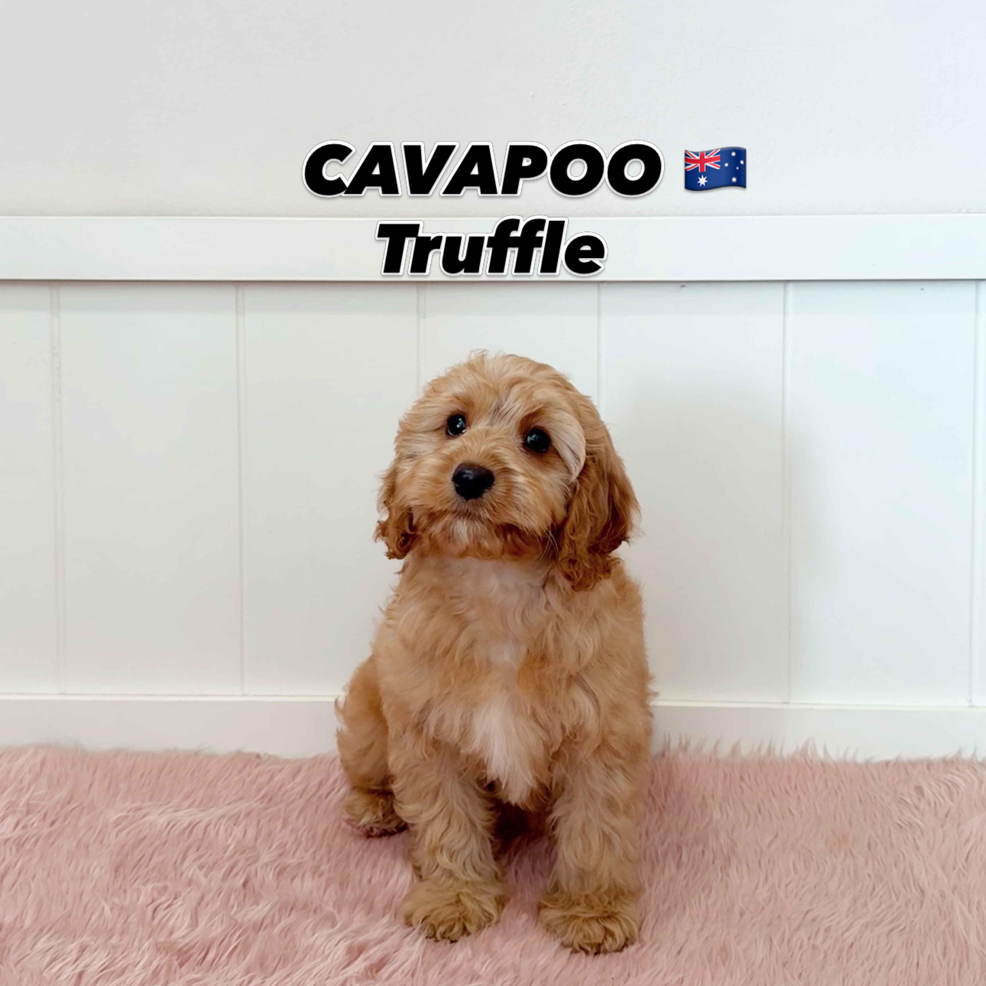 Truffle, a 12 Weeks-old Cavapoo puppy available at Furgive You SG