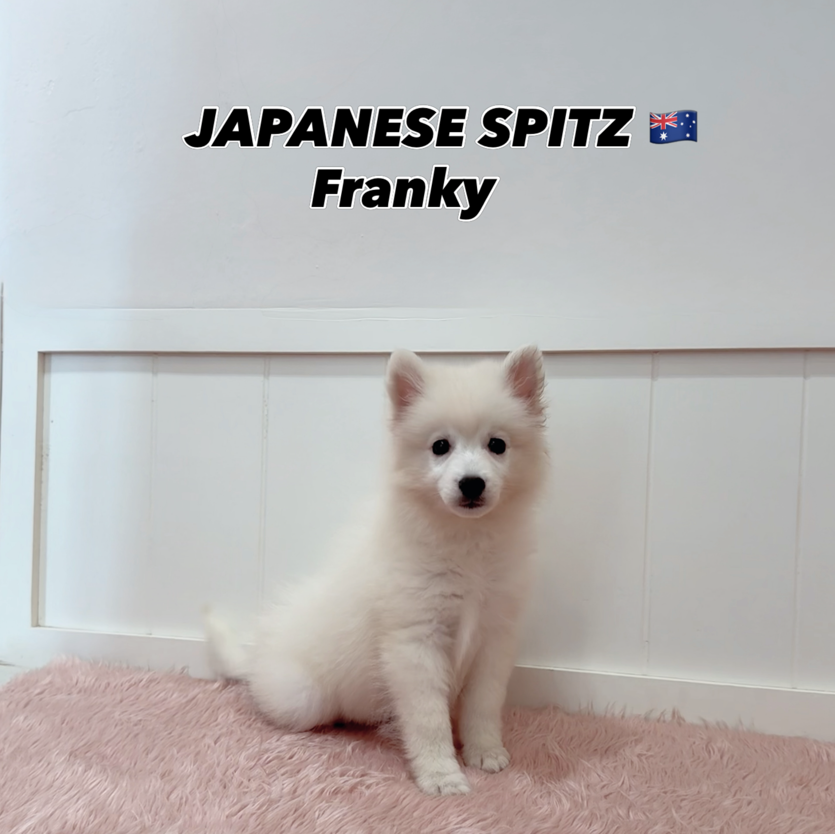 Franky, a 15-old Japanese Spitz puppy available at Furgive You SG