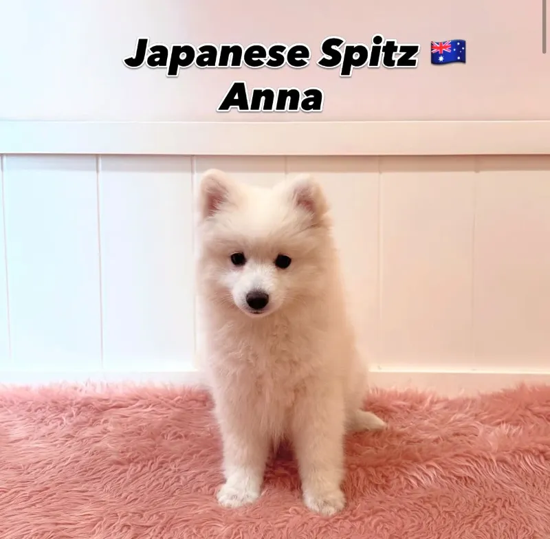 Anna, a 12-week-old Japanese Spitz puppy at Furgive You SG, East Coast Road, Singapore