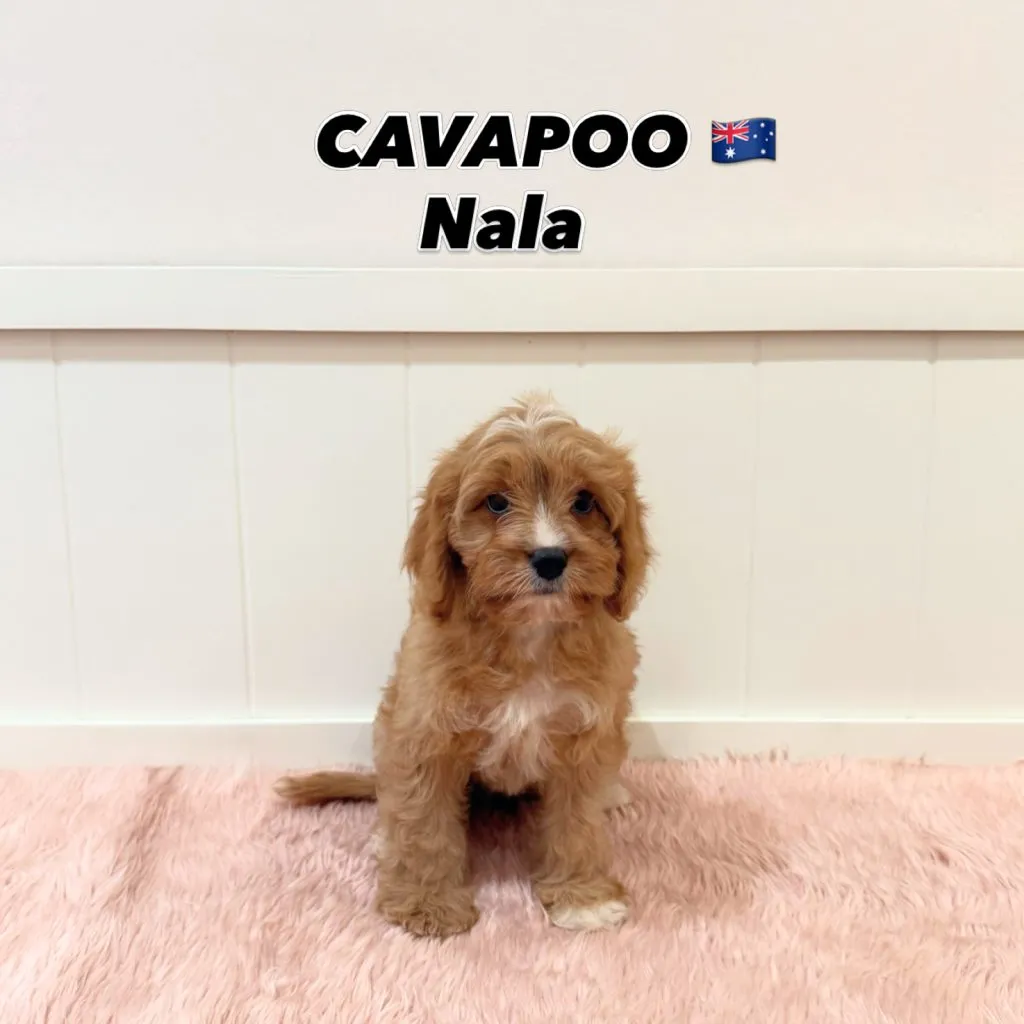 Nala, a 20-old Cavapoo puppy available at Furgive You SG