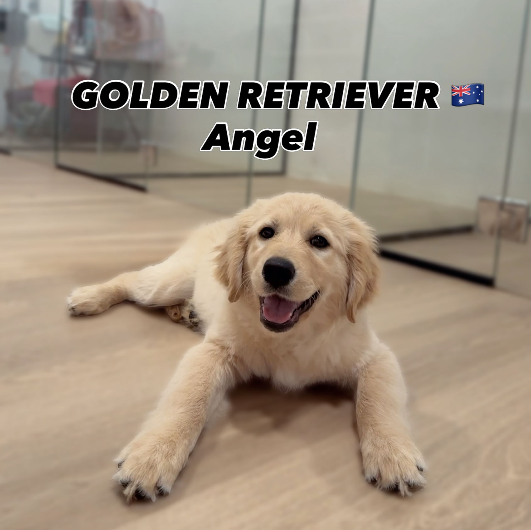 Angel — Golden Retriever puppy for sale Singapore