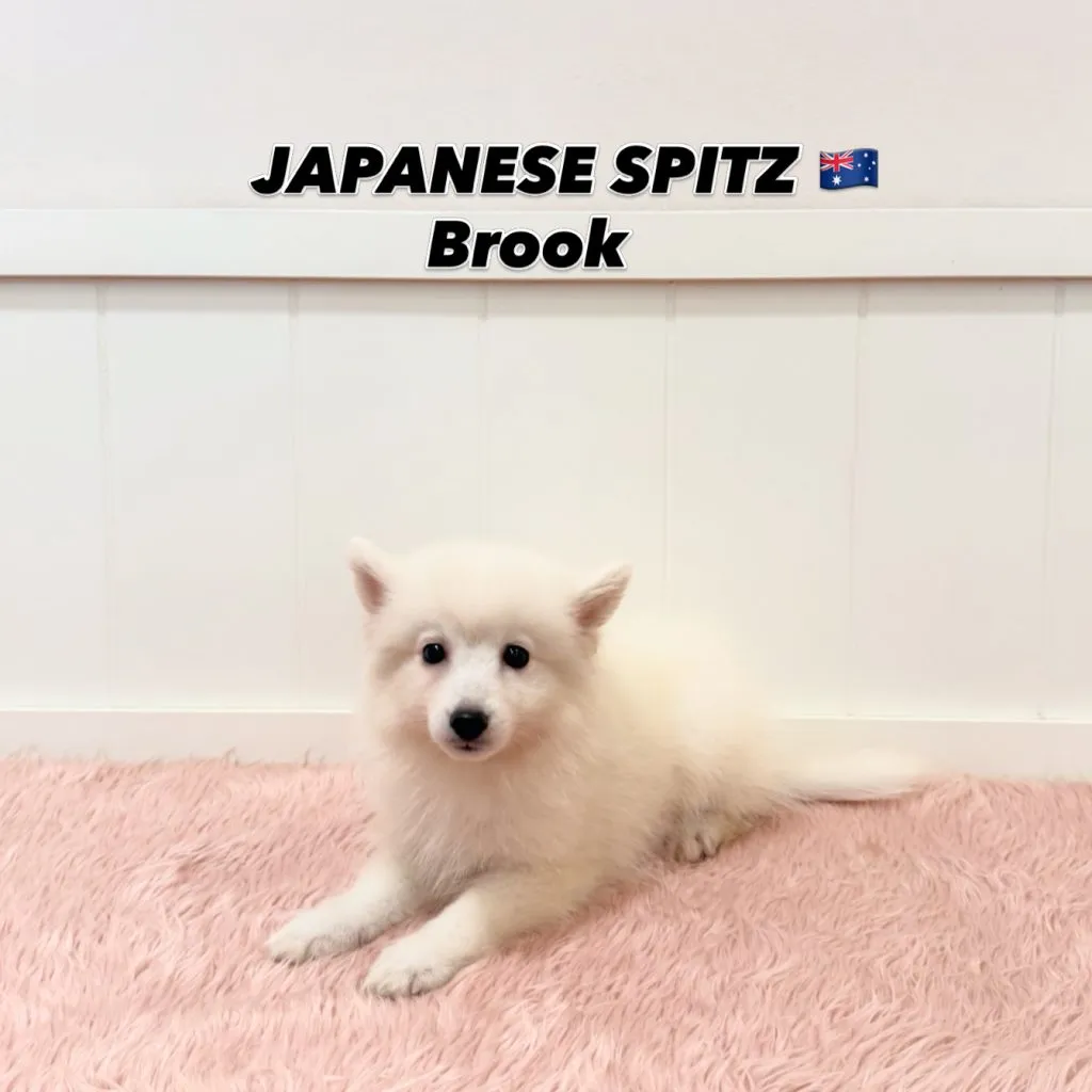 Brook, a 15-old Japanese Spitz puppy at Furgive You SG showroom